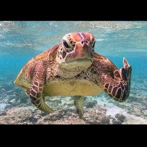 Meet your Posher, Joey